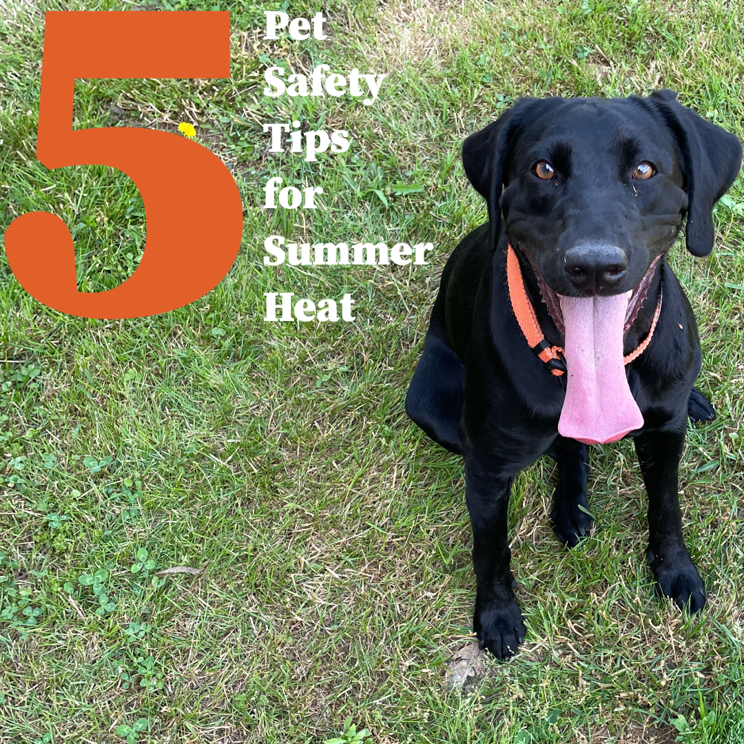 5 Safety Tips for Pets and Heat